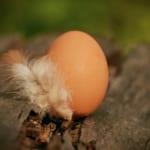 Trứng giúp tóc mượt mịn da