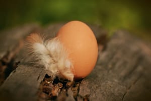 Ăn trứng giúp da mịn tóc mượt? Ăn ngày mấy quả là hợp lý?